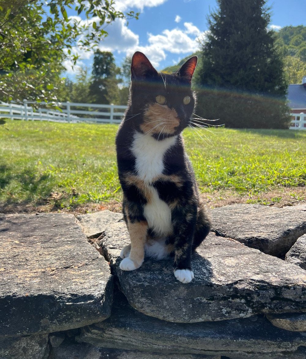 Calico cat sitting on a stone wall at spring hill farm in grafton vermont